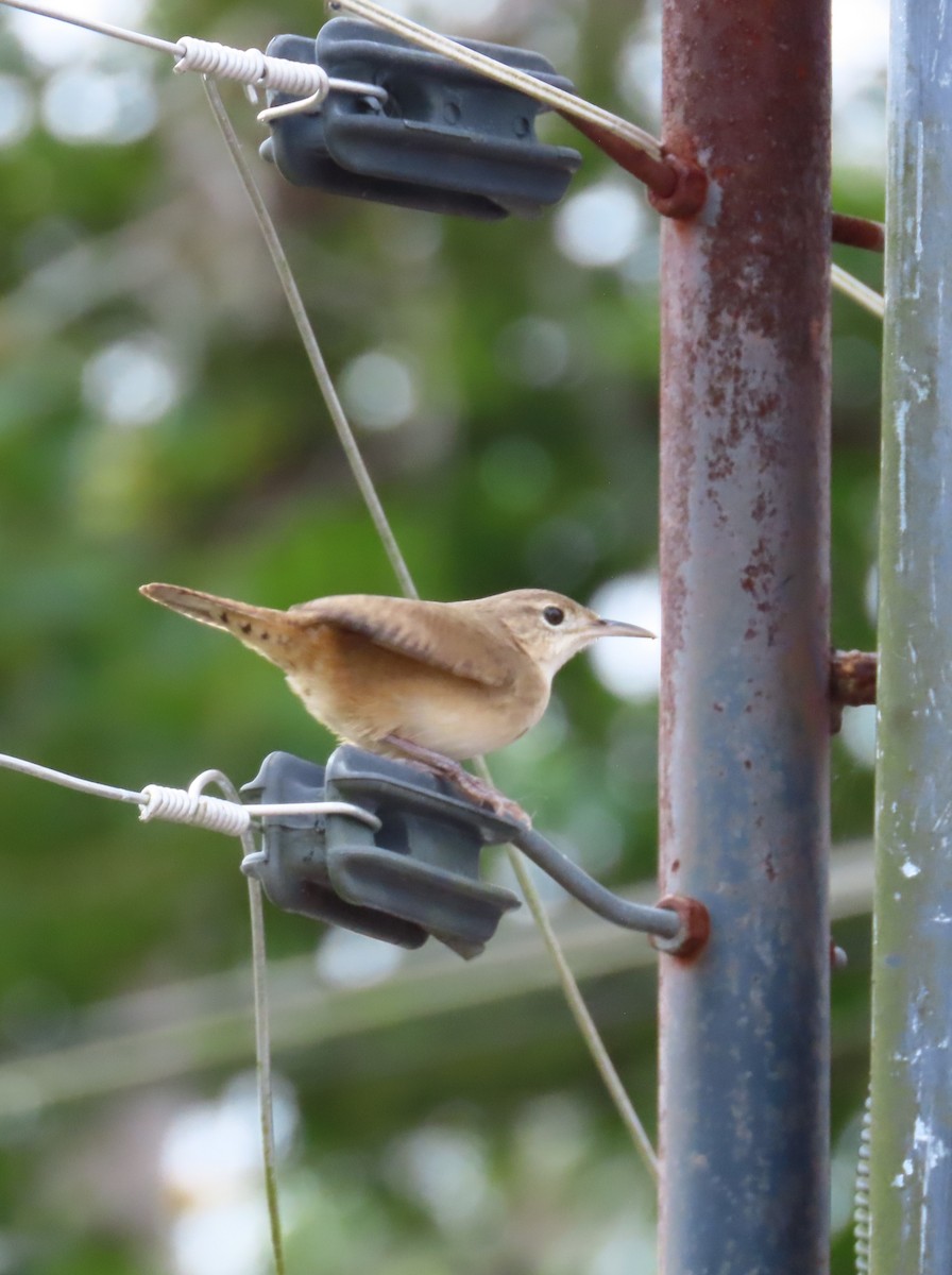 Southern House Wren - ML643836564