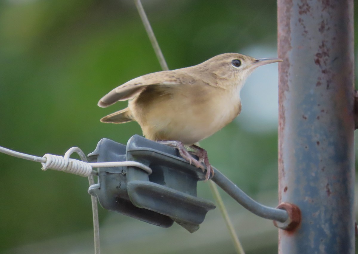 Southern House Wren - ML643836566