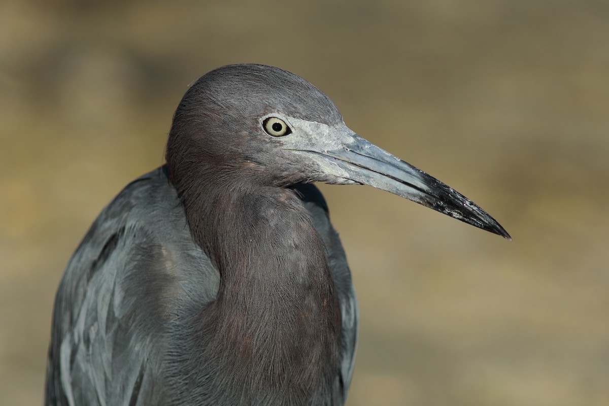 Little Blue Heron - ML643836567