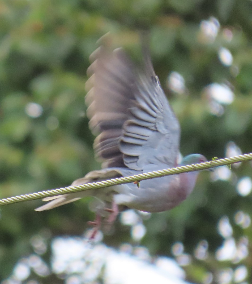 Pale-vented Pigeon - ML643836583