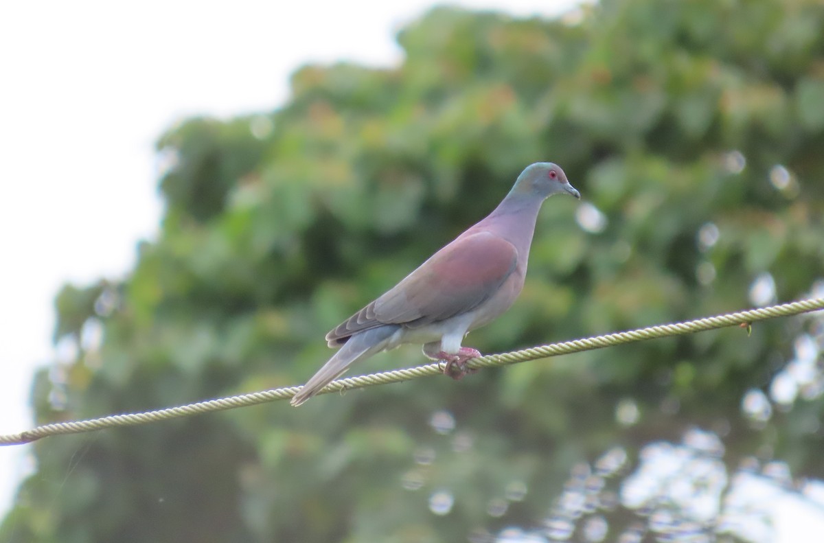 Pale-vented Pigeon - ML643836584