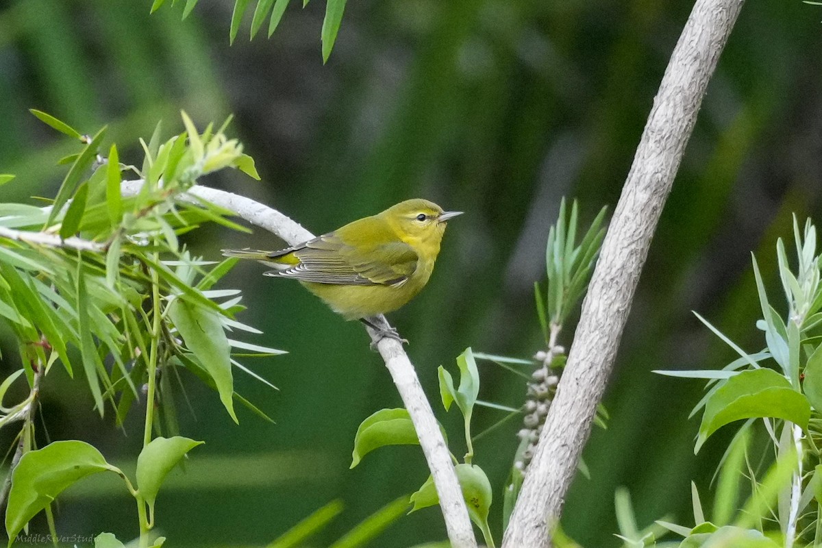 Tennessee Warbler - ML643836585