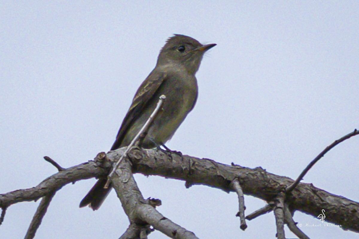 Western Wood-Pewee - ML643836587
