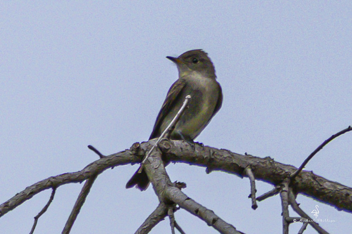 Western Wood-Pewee - ML643836588