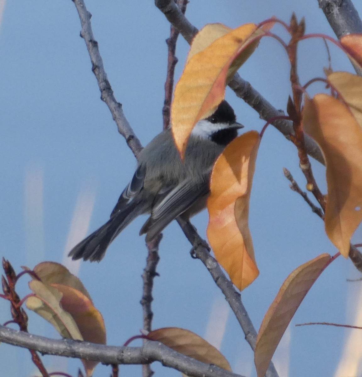 Black-capped Chickadee - ML643836590