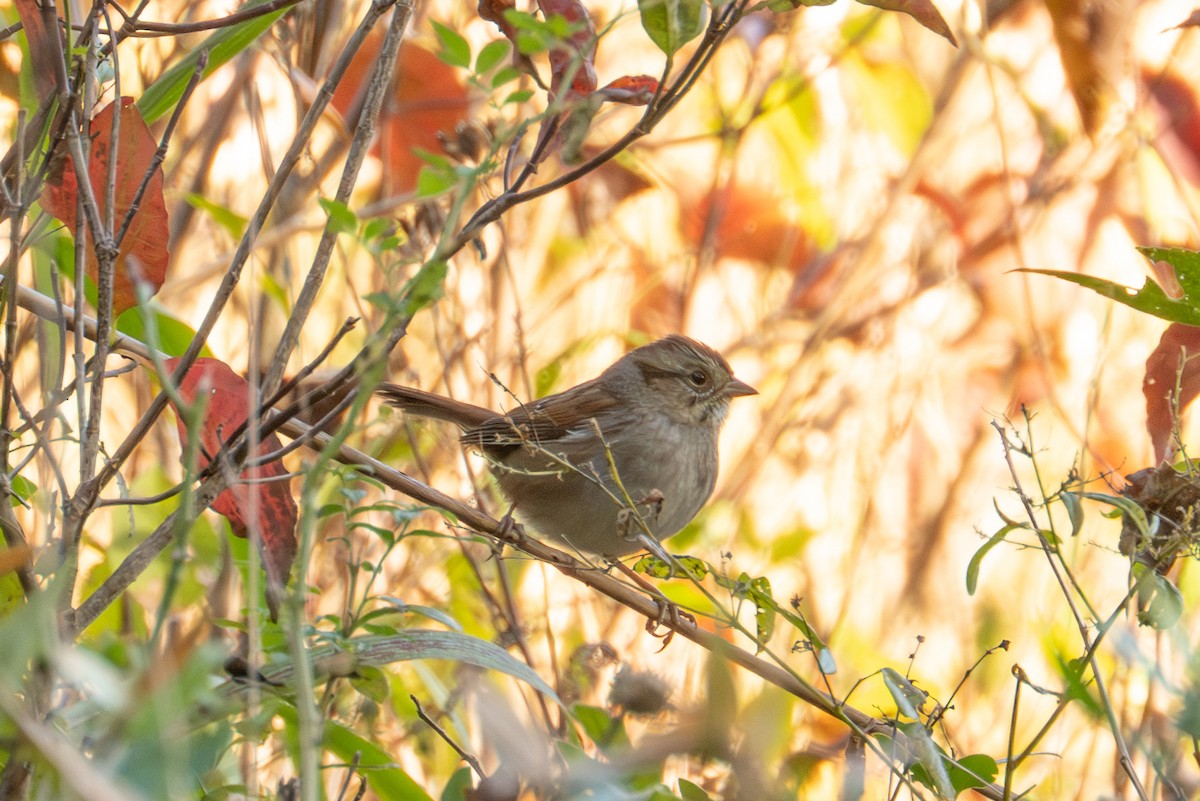 Bruant des marais - ML643836612