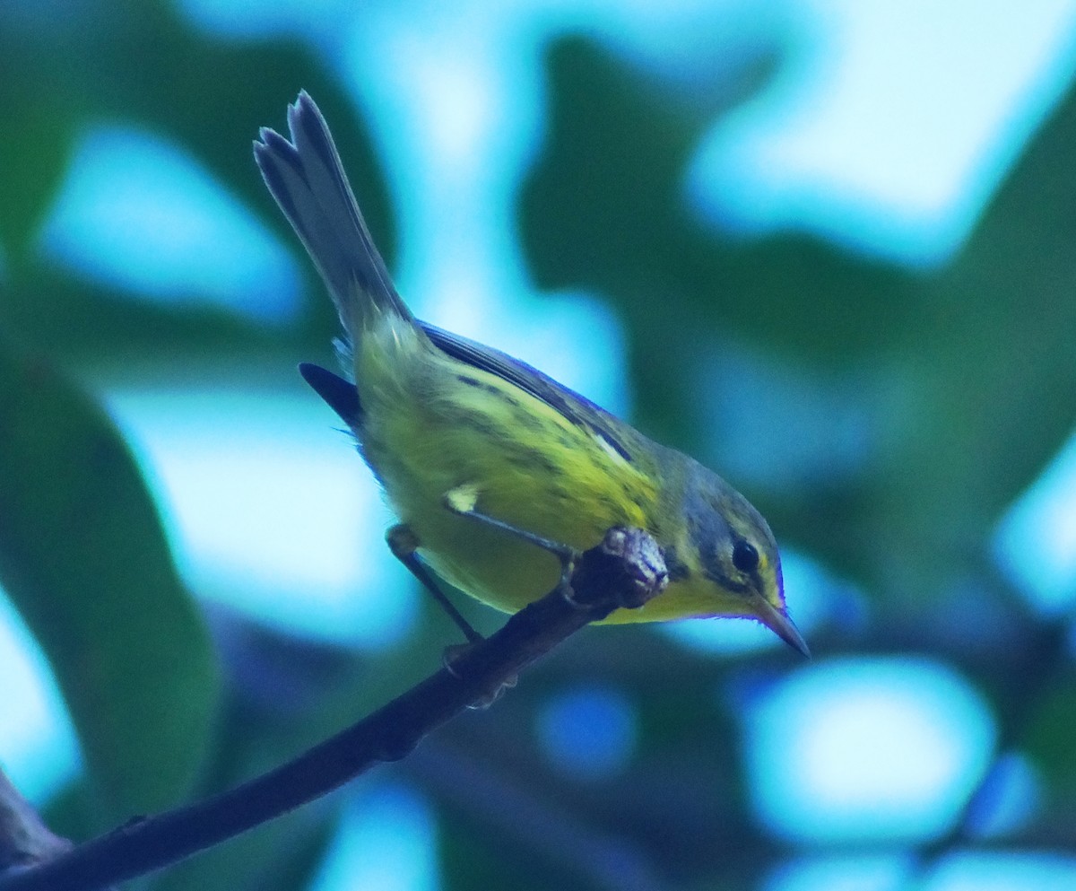 Prairie Warbler - ML643836614