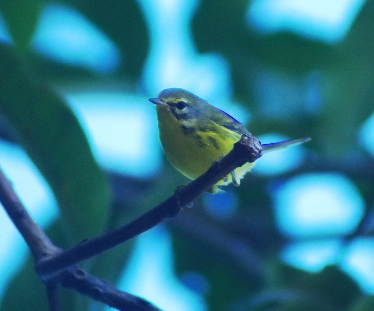 Prairie Warbler - ML643836616