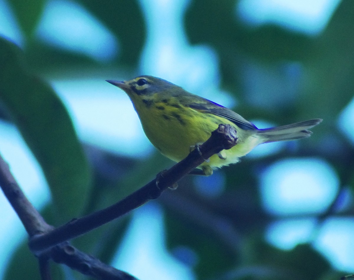 Prairie Warbler - ML643836617