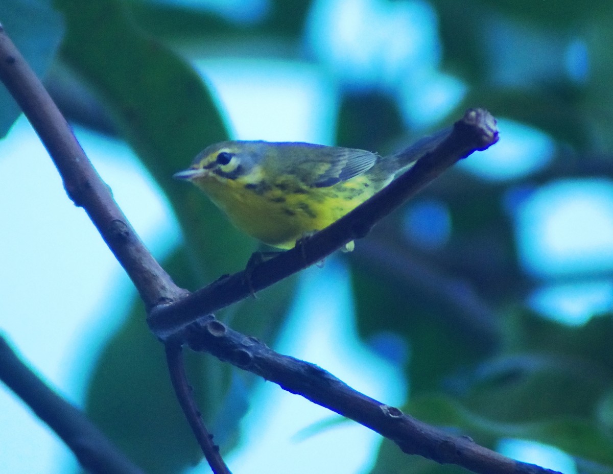 Prairie Warbler - ML643836618