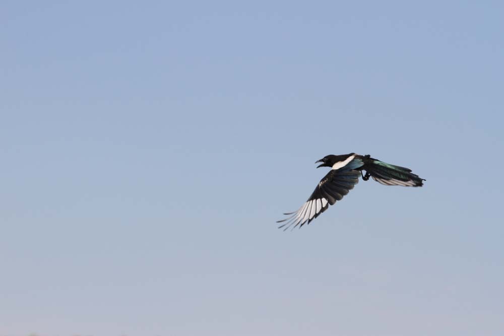 アメリカカササギ - ML643836626