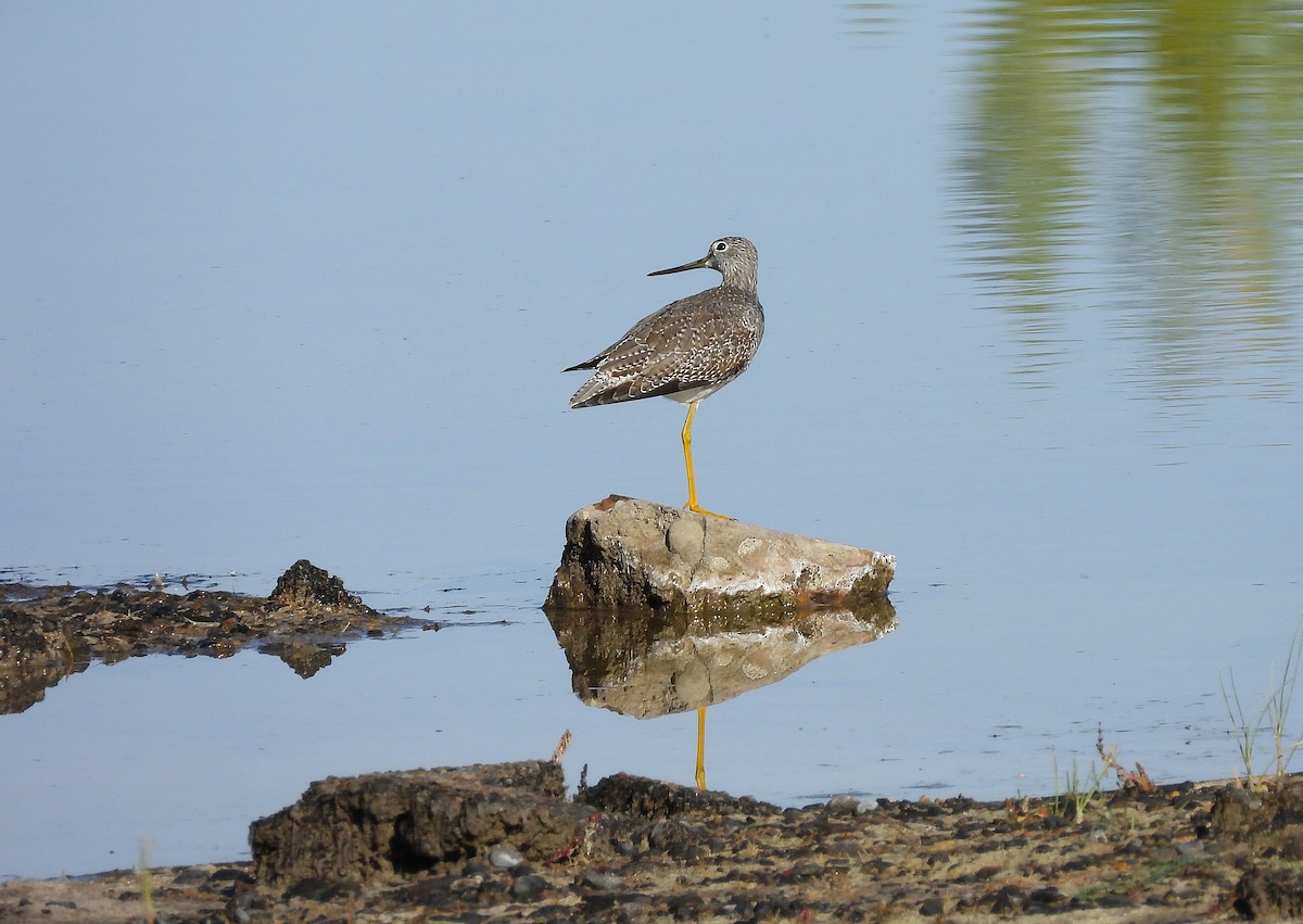 Greater Yellowlegs - ML643836629