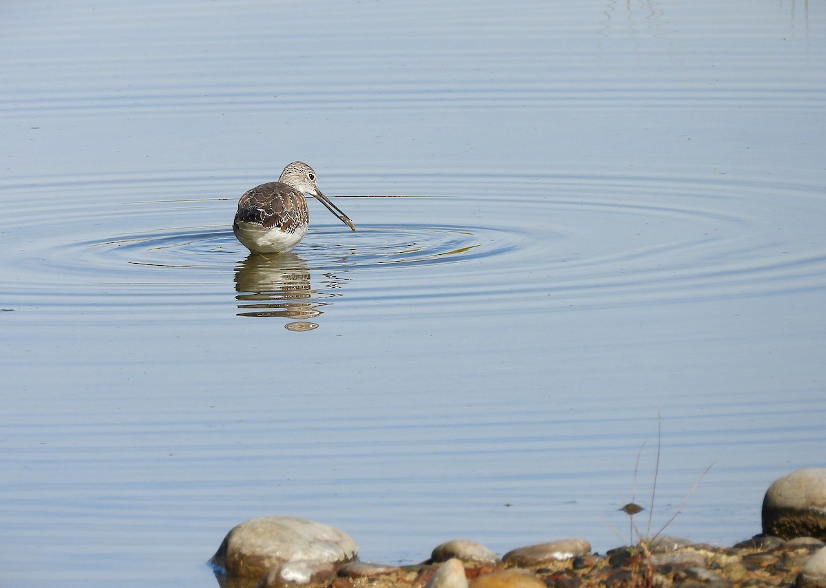 Greater Yellowlegs - ML643836630