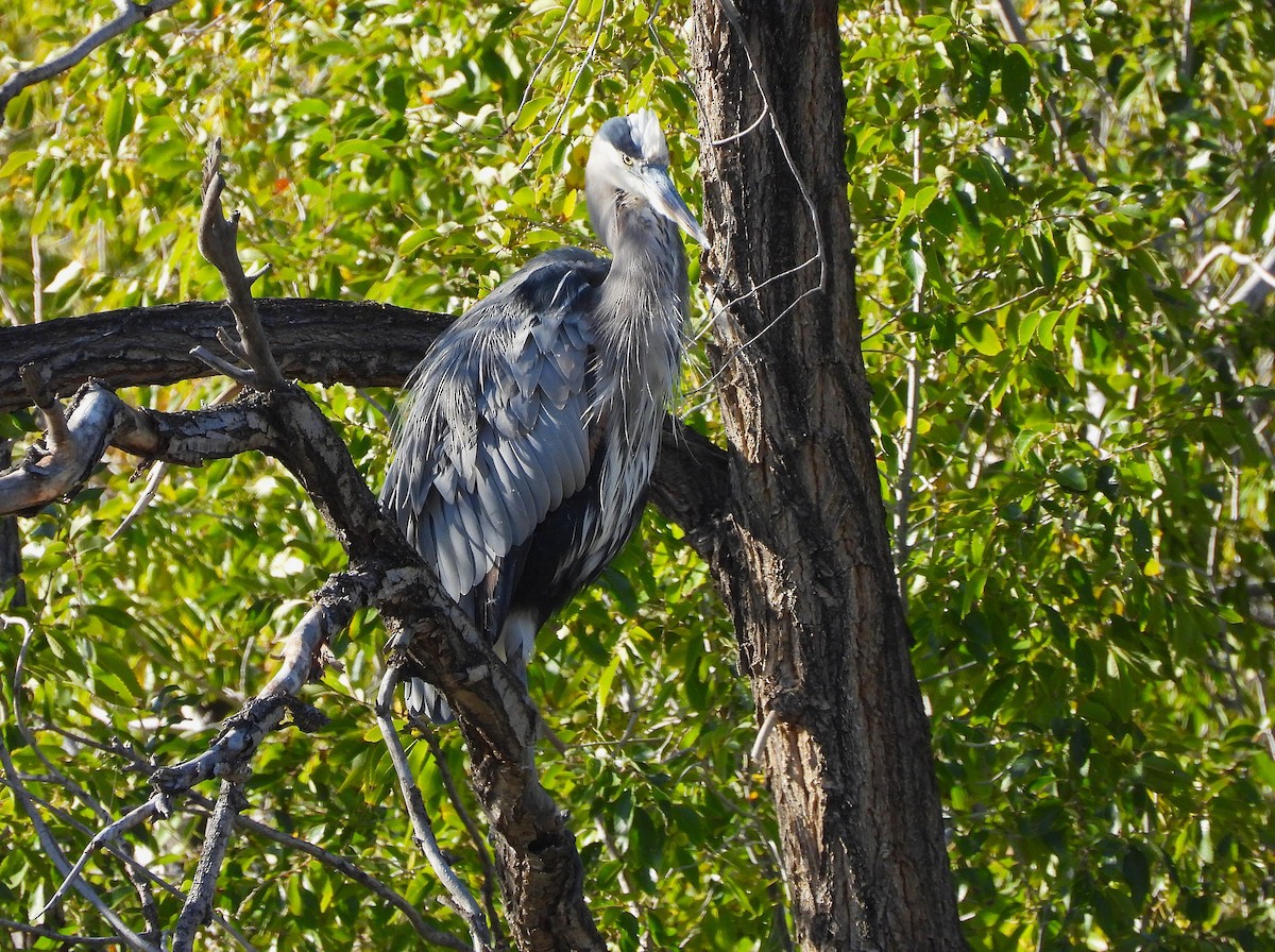 Great Blue Heron - ML643836670