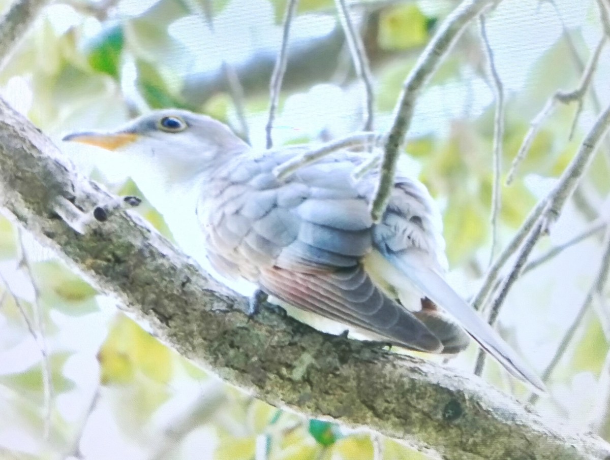 Yellow-billed Cuckoo - ML643836678