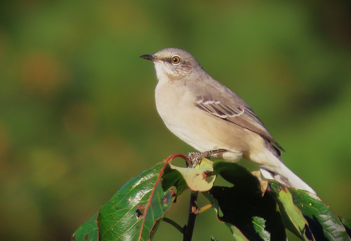 Northern Mockingbird - ML643836679