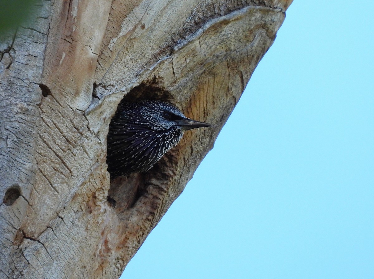 European Starling - ML643836704