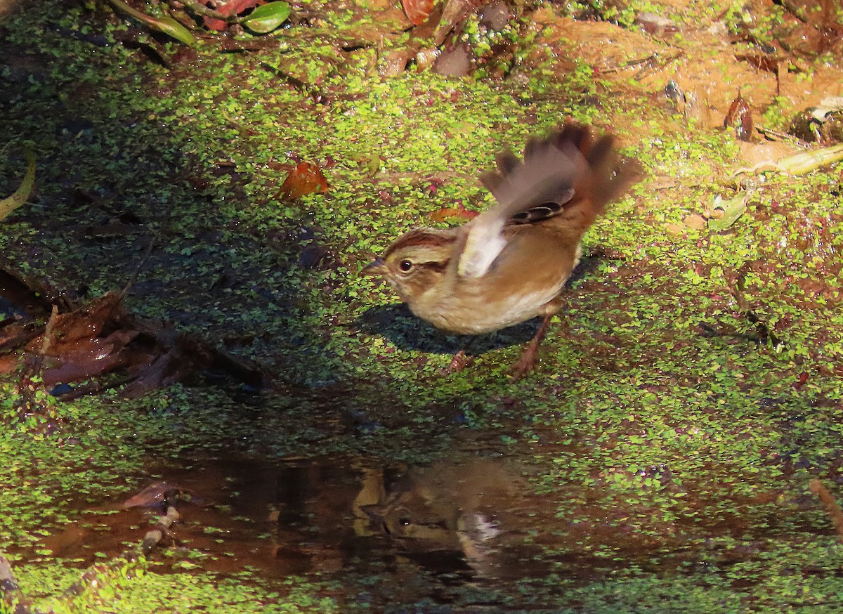 Swamp Sparrow - ML643836705