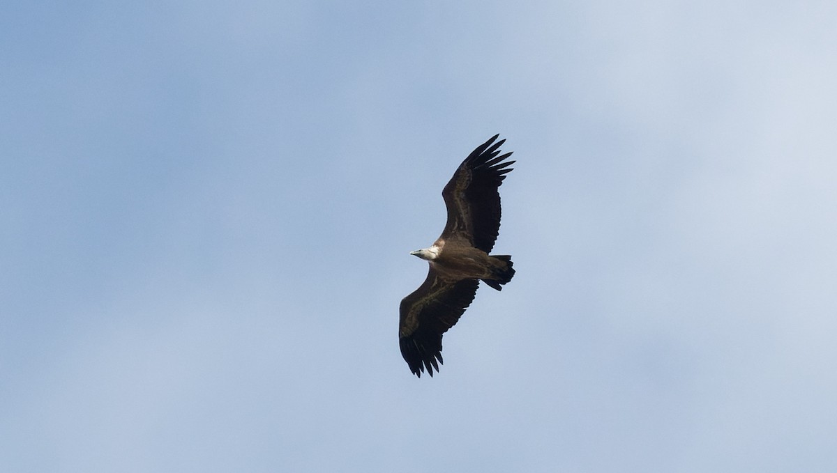 Eurasian Griffon - ML643836751