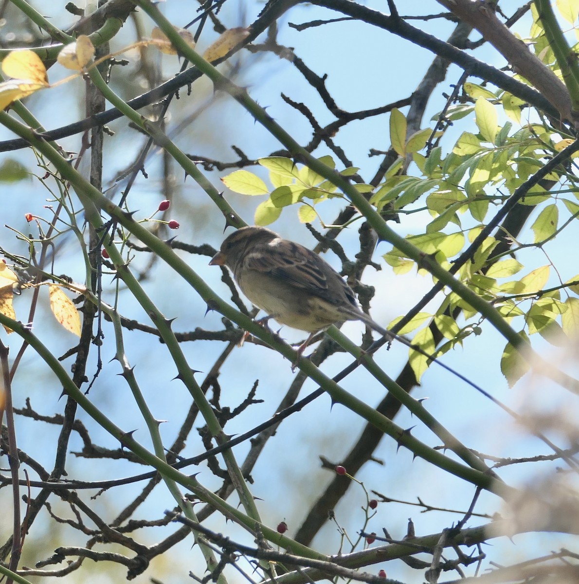 House Sparrow - ML643836753