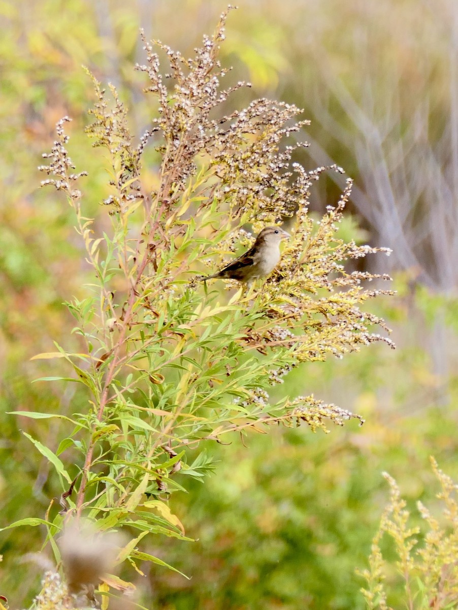 House Sparrow - ML643836754
