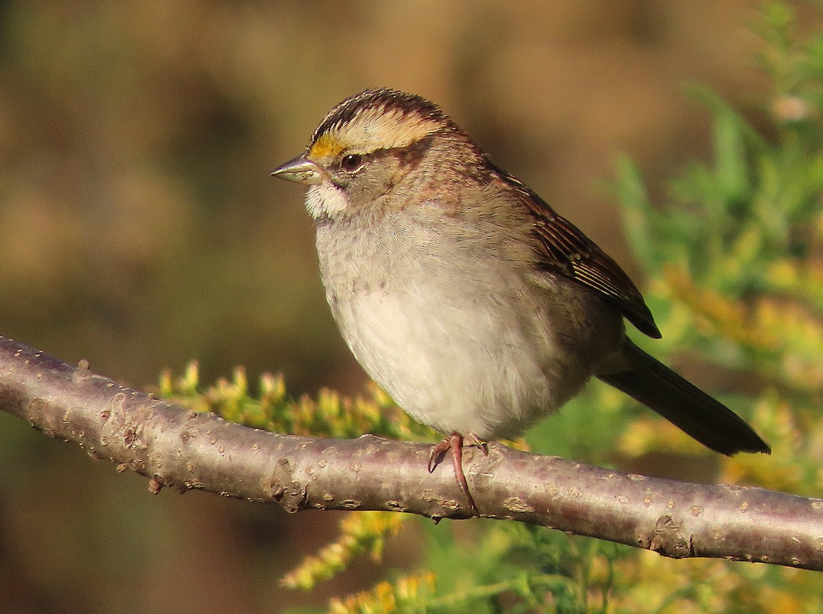 White-throated Sparrow - ML643836769