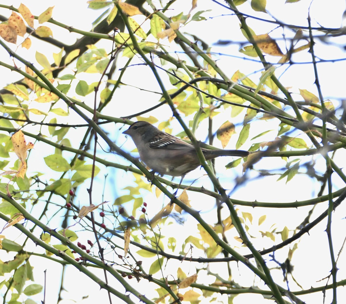 White-crowned Sparrow - ML643836772
