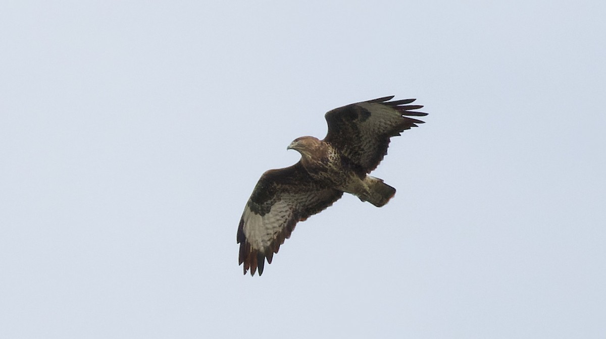 Common Buzzard - ML643836773