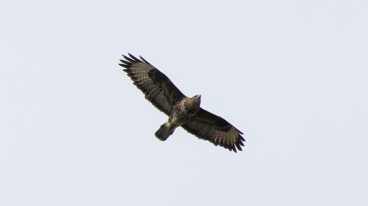 Common Buzzard - ML643836774