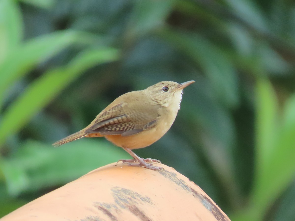 Southern House Wren - ML643836786