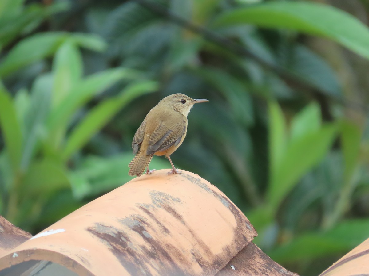 Southern House Wren - ML643836815