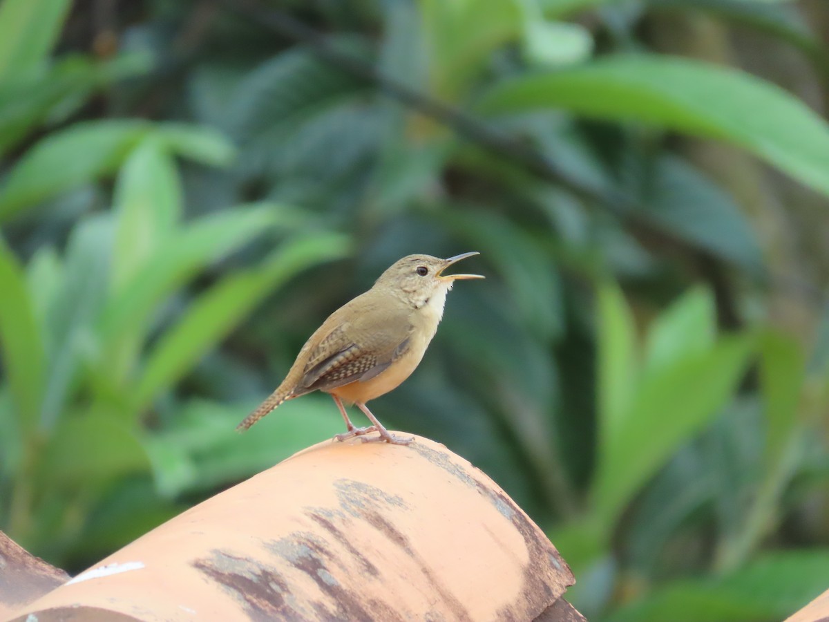 Southern House Wren - ML643836817