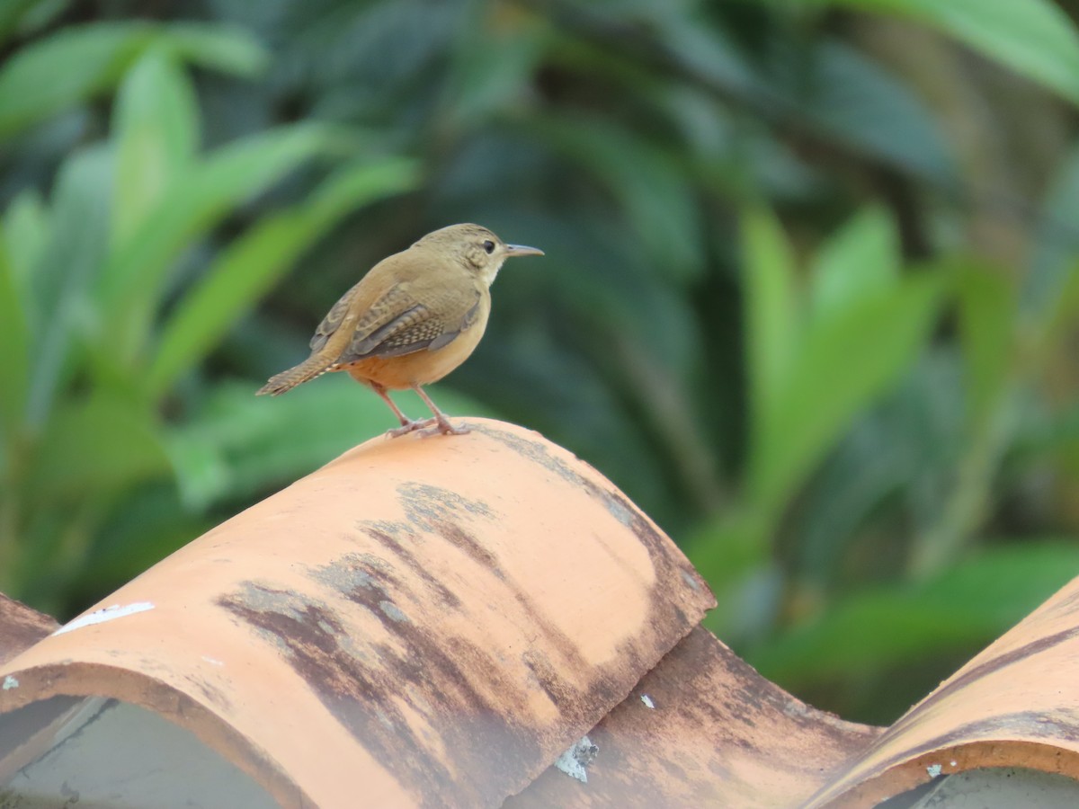 Southern House Wren - ML643836818