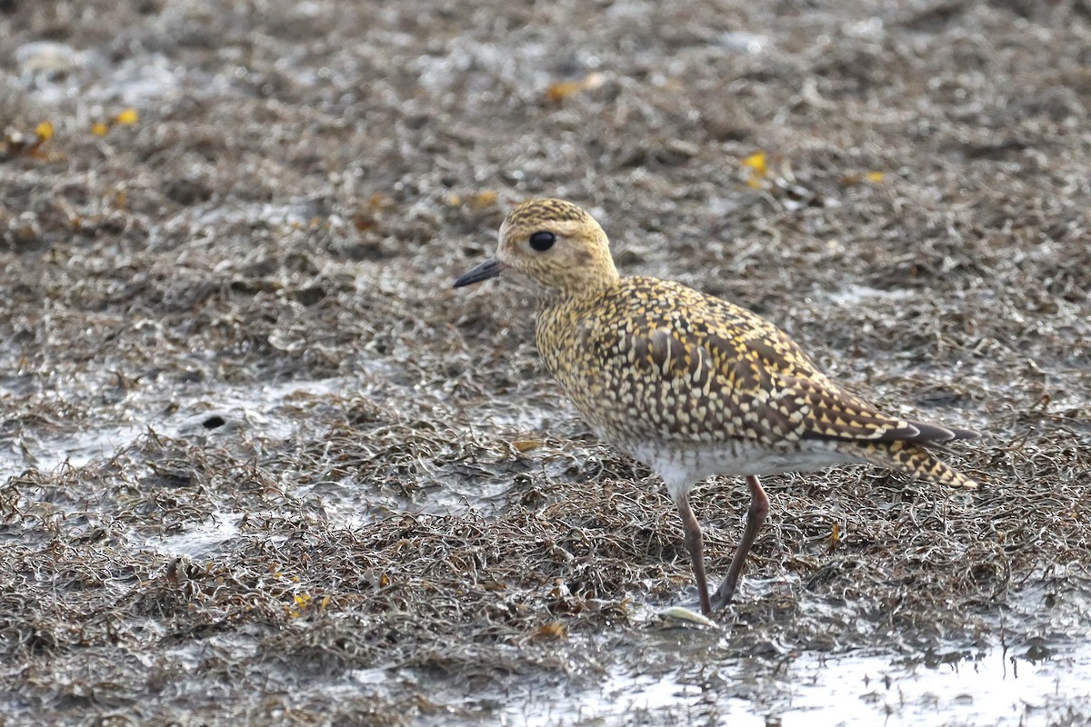 European Golden-Plover - ML643836825