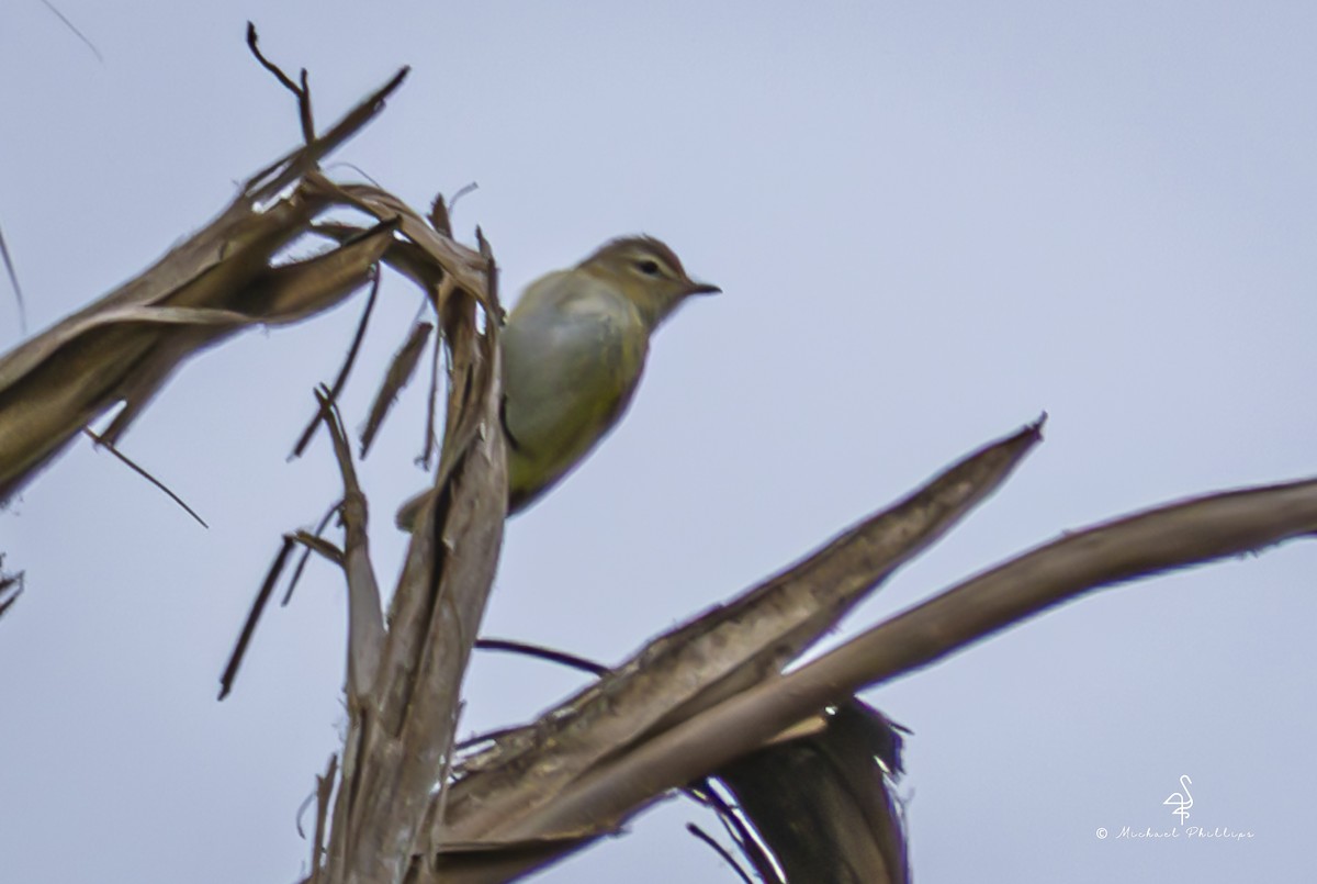 Warbling Vireo (Western) - ML643836827
