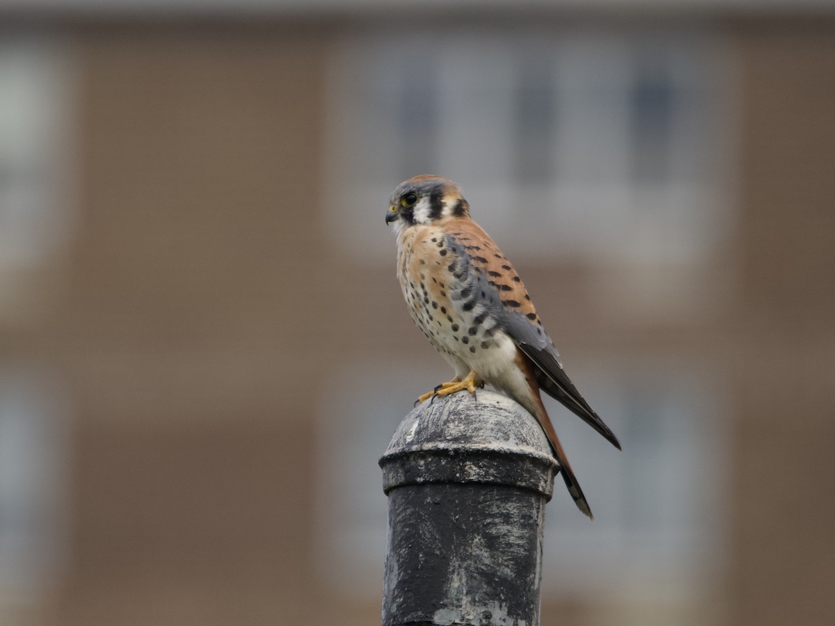 Belatz amerikarra - ML643836836