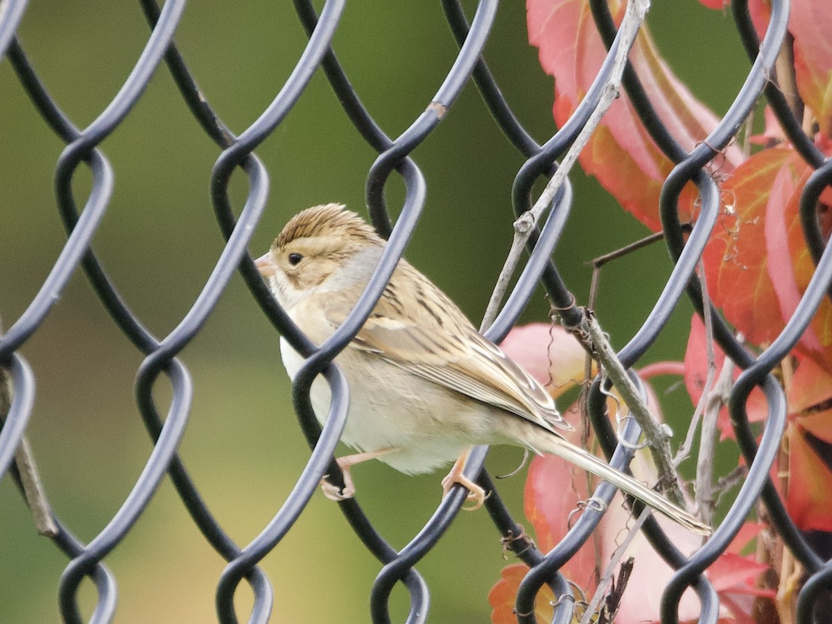 Clay-colored Sparrow - ML643836849
