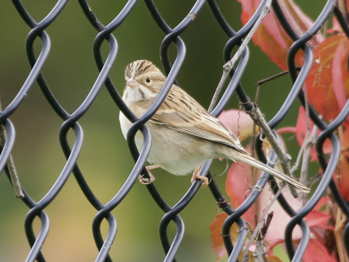 Clay-colored Sparrow - ML643836850