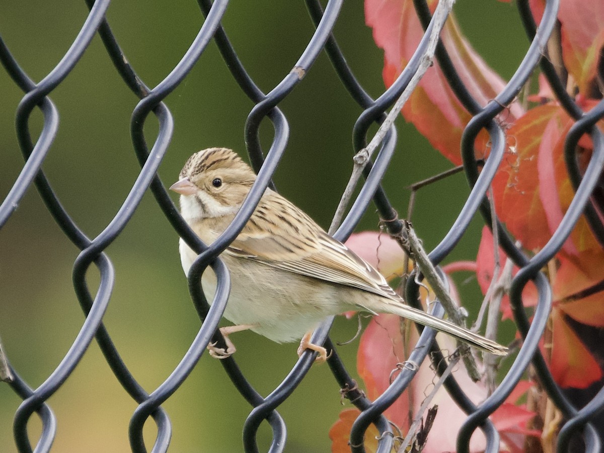 Clay-colored Sparrow - ML643836851