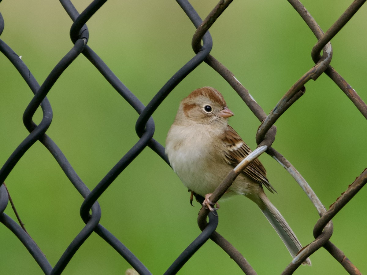 Field Sparrow - ML643836865