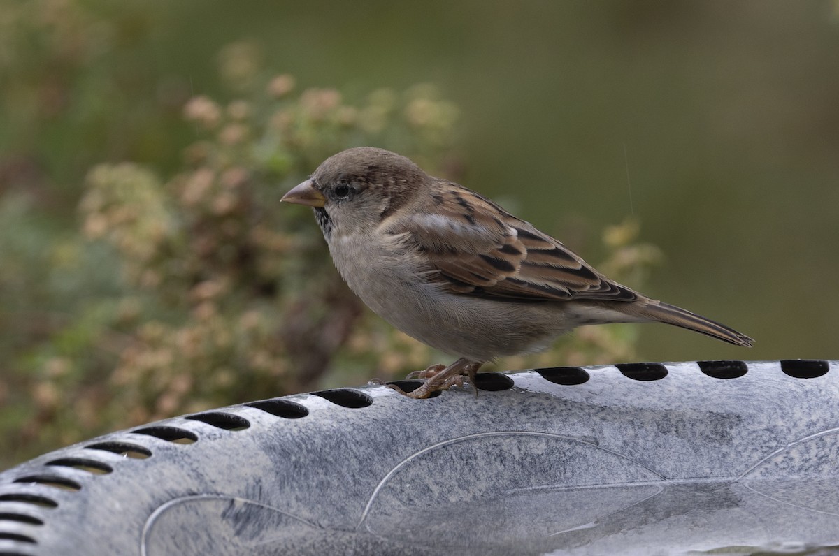 House Sparrow - ML643836867