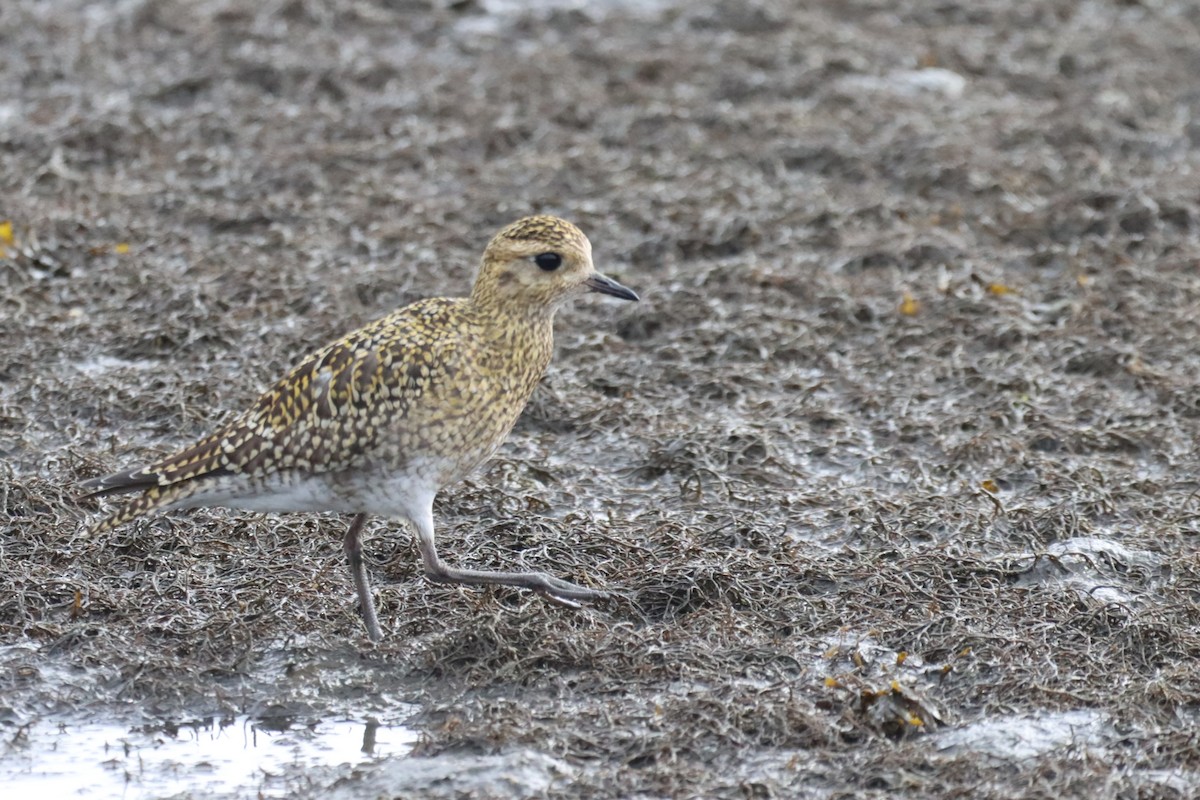 European Golden-Plover - ML643836883