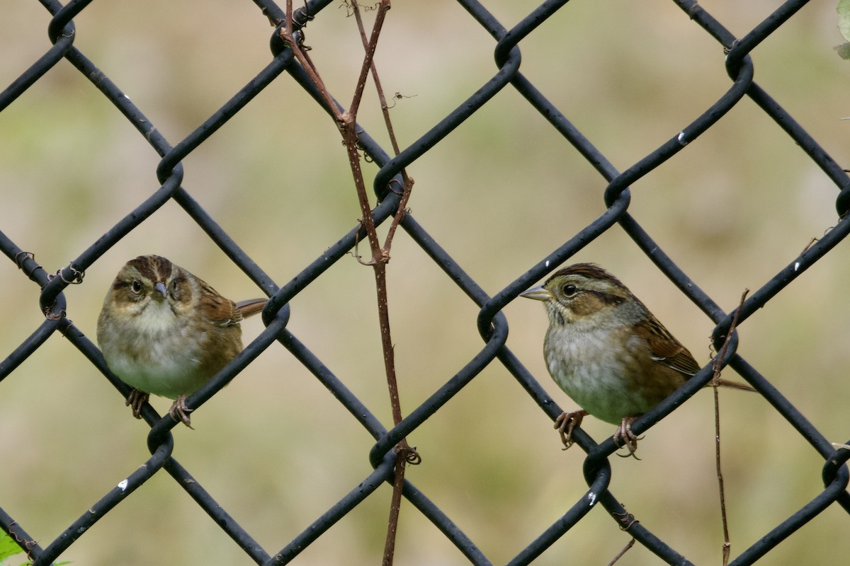 Swamp Sparrow - ML643836907