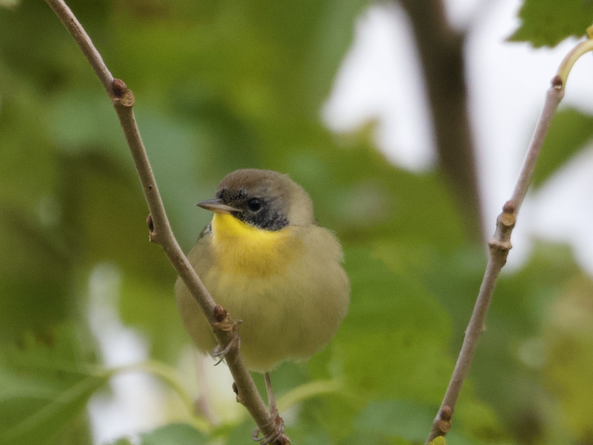 Common Yellowthroat - ML643836915