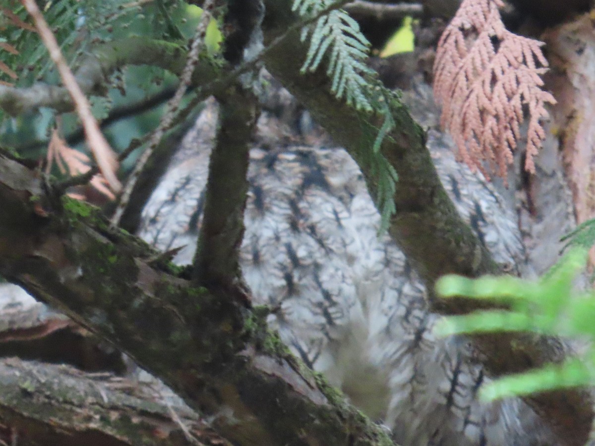 Western Screech-Owl - ML643836917