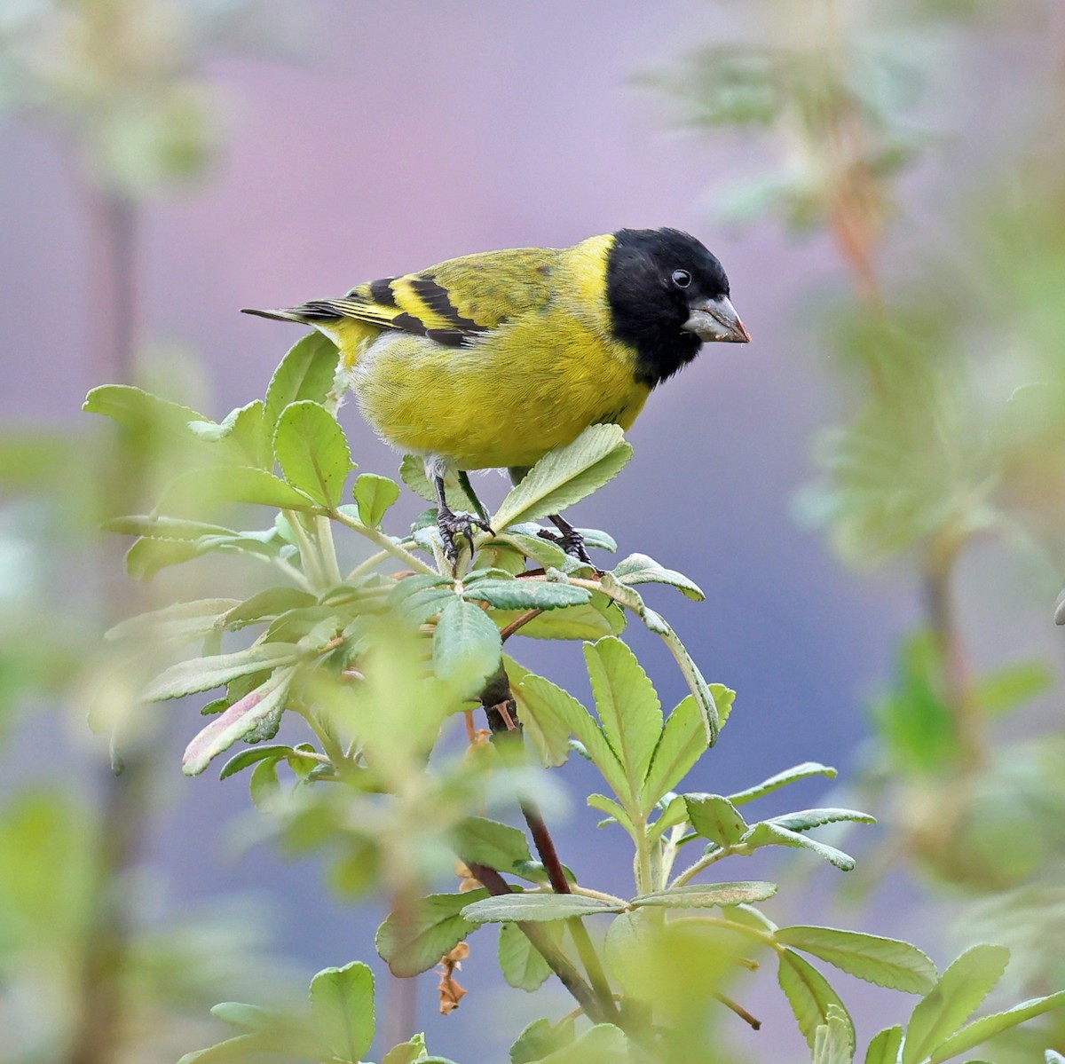 Hooded Siskin - ML643836940
