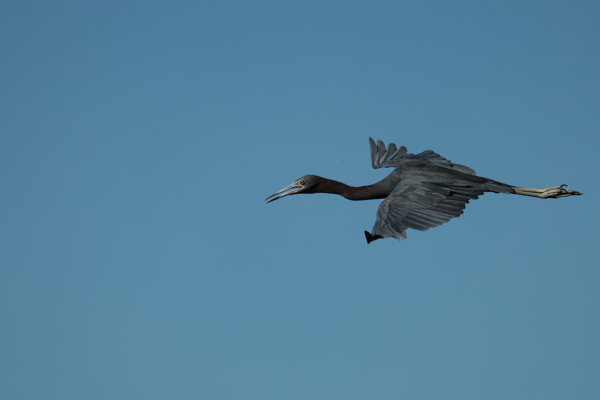 Little Blue Heron - ML643836958