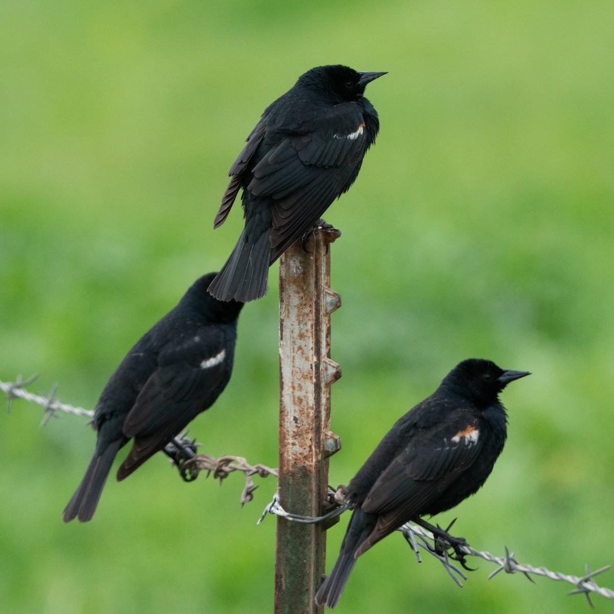 Tricolored Blackbird - ML643836964