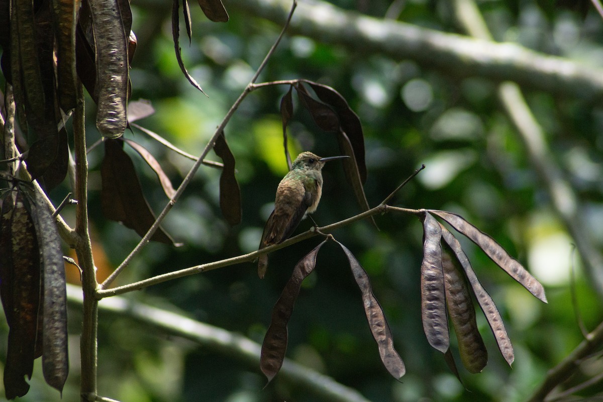 kastanjebukkolibri - ML643836969