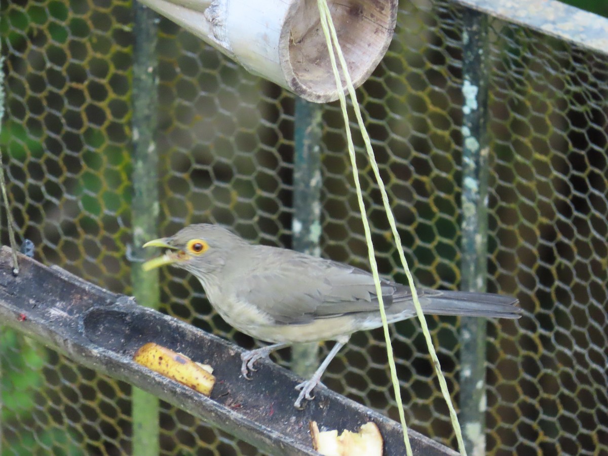 Spectacled Thrush - ML643836983